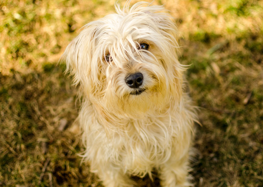 Maryland SPCA